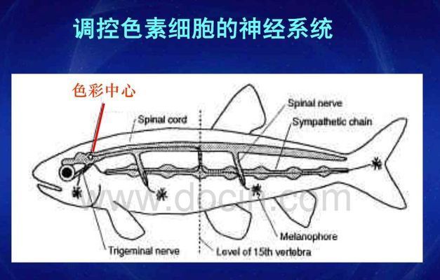 龍魚怎么變色了呢怎么回事：龍魚為什么會變色 龍魚百科 第5張