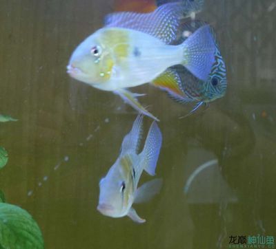 龍魚 飛鳳：龍魚和飛鳳在中國傳統文化中象征著什么？ 水族問答