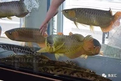 龍魚最長幾天可以不喂食了：龍魚最長可以不喂食一段時間嗎 龍魚百科 第3張