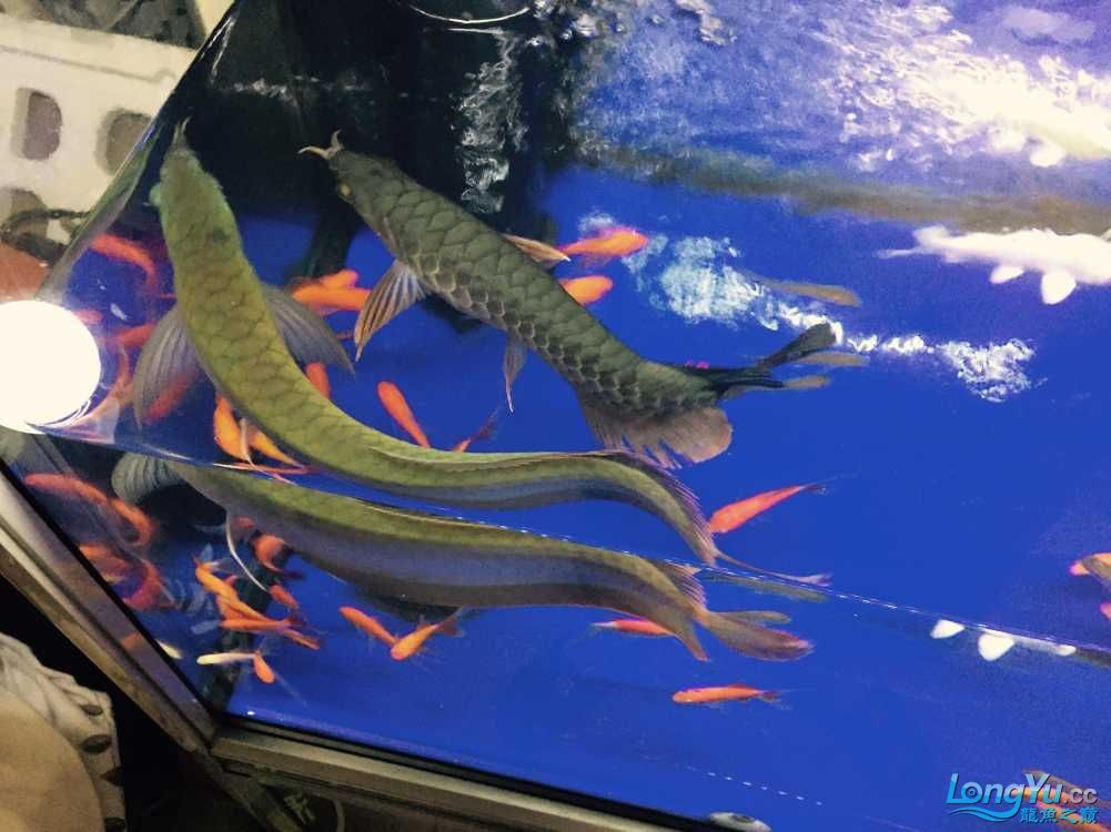 龍魚世家網(wǎng)站：龍魚世家水族館設計案例, 龍魚百科 第2張