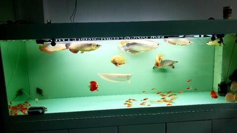 小紅龍魚適宜水族箱配置：小紅龍魚水族箱配置建議 龍魚百科 第3張