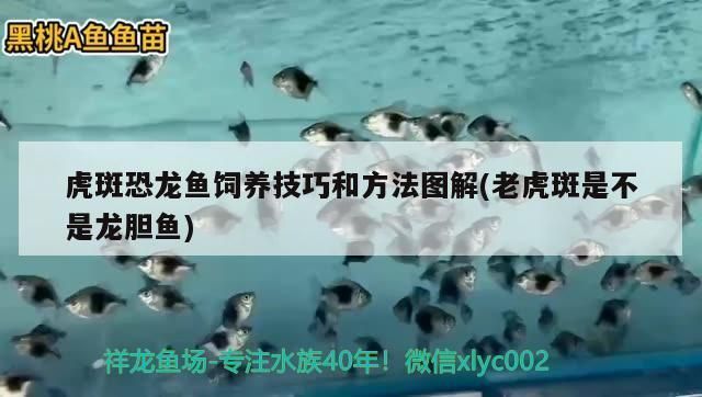 龍魚的虎斑是什么品種：具有虎斑特征的幾種龍魚品種 龍魚百科 第5張