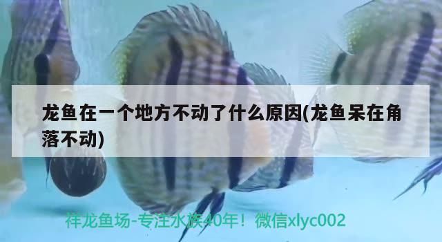 龍魚在一個(gè)地方不動(dòng)：龍魚在一個(gè)地方不動(dòng)時(shí)，可能有多種原因，龍魚飼料選擇指南 龍魚百科 第3張