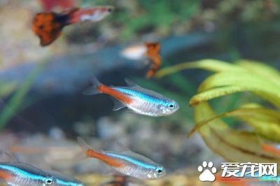 野彩魚繁殖水溫控制技巧：如何通過人工調控水溫來控制野彩魚的繁殖過程 龍魚百科 第5張