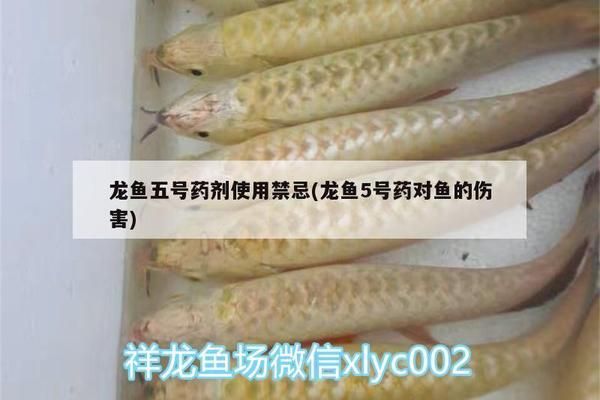 龍魚5號藥水：龍魚5號藥水使用方法 龍魚百科 第5張