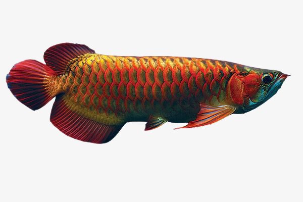 龍魚怎么燒的：龍魚紅燒的家常做法 龍魚百科 第4張