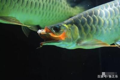 龍魚活食：龍魚活食安全處理技巧，龍魚活食與飼料選擇 龍魚百科 第1張