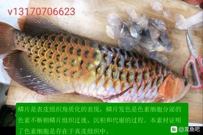 龍魚交流吧：龍魚交流吧是一個專門為龍魚愛好者提供的交流平臺 龍魚百科 第4張