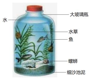 水草泥適用的水生生物種類：水草泥適用于多種水生生物的生長 龍魚百科 第2張