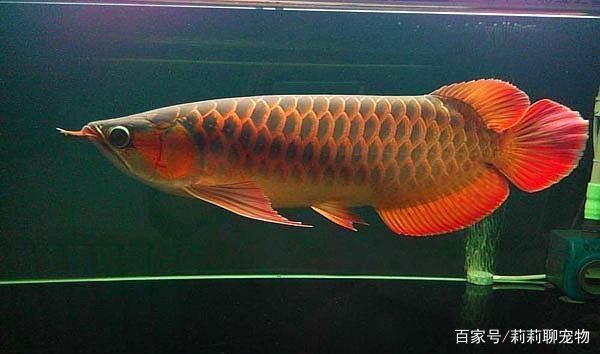 龍魚多大好養(yǎng)：新手養(yǎng)龍魚的入門指南 龍魚百科 第3張