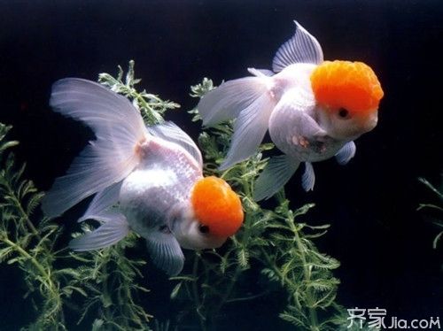 金魚養(yǎng)護(hù)的風(fēng)水講究：金魚養(yǎng)護(hù)風(fēng)水禁忌事項(xiàng),不同顏色金魚的風(fēng)水寓意,金魚缸安裝吉日查詢方法 龍魚百科 第3張