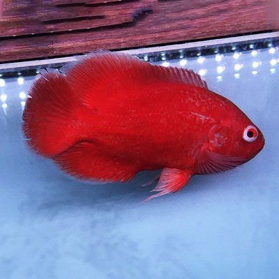 龍魚50公分沒發(fā)色還能發(fā)色嗎：龍魚50公分為什么還沒發(fā)色？ 水族問答 第1張