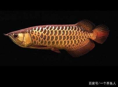 龍魚缸多長時間換一次水：龍魚缸換水的頻率和注意事項，龍魚缸換水頻率和注意事項 龍魚百科 第4張