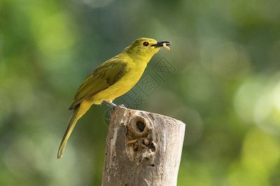 如何選擇銀板魚(yú)燈光：選擇銀板魚(yú)燈光時(shí)應(yīng)考慮接近自然光的全光譜燈光技巧 龍魚(yú)百科 第4張