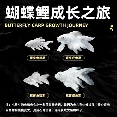 觀賞魚(yú)網(wǎng)絡(luò)平臺(tái)購(gòu)買指南：觀賞魚(yú)網(wǎng)絡(luò)交易安全指南， 龍魚(yú)百科 第3張