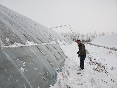 冬季雪龍魚保溫技巧：冬季雪龍魚保溫技巧，雪龍魚換水最佳時機(jī)， 龍魚百科 第1張