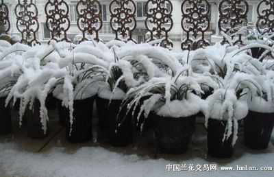 冬季雪龍魚保溫技巧：冬季雪龍魚保溫技巧，雪龍魚換水最佳時機(jī)， 龍魚百科 第5張