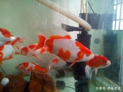 龍魚(yú)cp文：龍魚(yú)cp文是什么意思？ 水族問(wèn)答 第2張