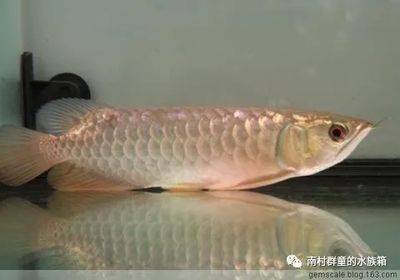 龍魚怎么不愛游動(dòng)了：龍魚不愛游動(dòng)怎么辦 龍魚百科 第4張