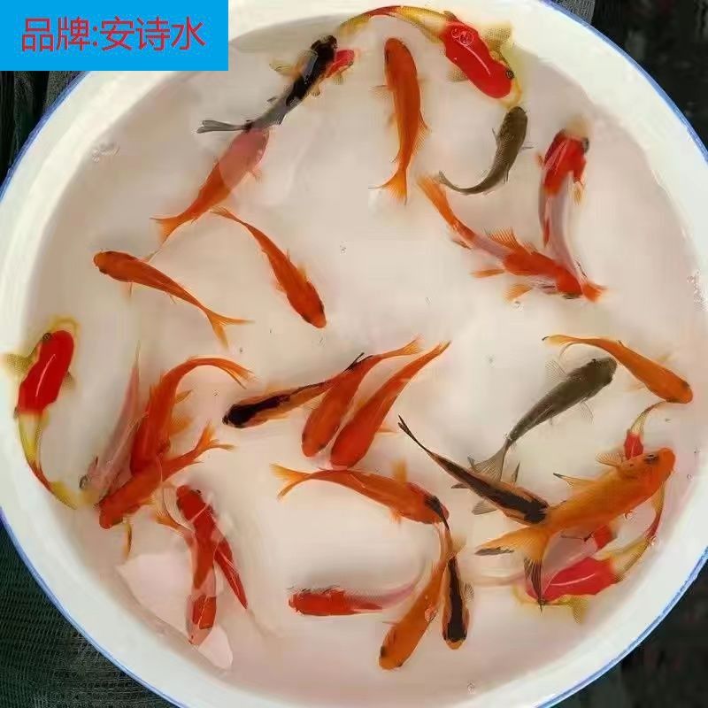 龍魚魚食活魚：關(guān)于龍魚魚食活魚的介紹 龍魚百科 第2張