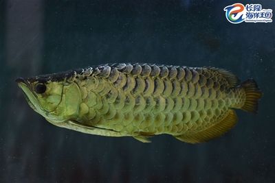 龍魚是不是保護動物之一：sinipercachuatsi龍魚風水寓意解析 龍魚百科 第1張