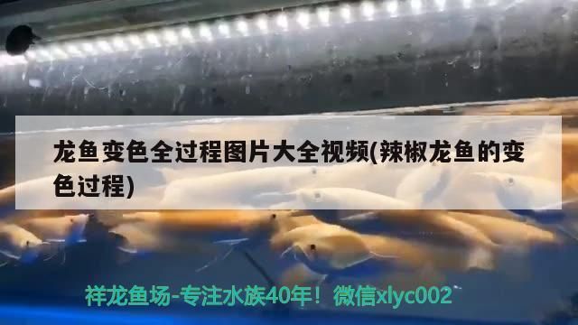 雷龍魚飼料配方視頻大全：雷龍魚飼料配方 龍魚百科 第3張