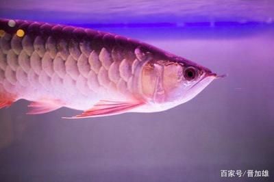 龍魚(yú)分為幾種：龍魚(yú)的種類有哪些？ 龍魚(yú)百科 第5張