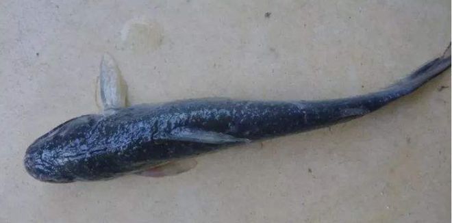 龍魚(yú)把食物咬碎了又吐出來(lái)：龍魚(yú)咬碎食物又吐出來(lái)是正常現(xiàn)象嗎？ 水族問(wèn)答 第1張