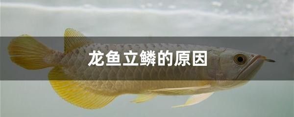 龍魚立鱗病什么藥好使：龍魚立鱗病治療案例分享 龍魚百科 第1張