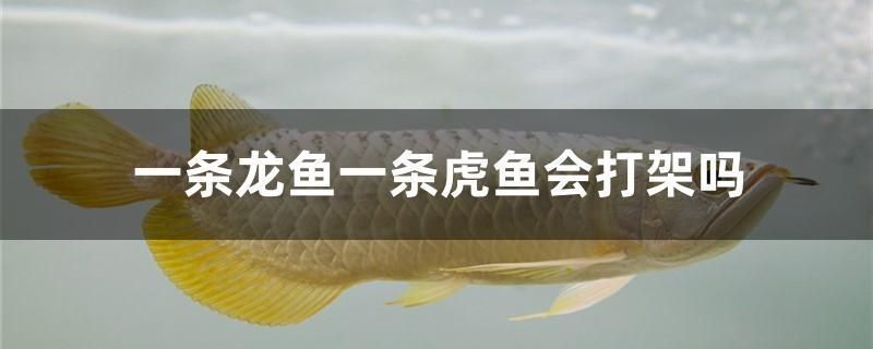 龍魚能吃錦鯉的魚糧嗎怎么喂養(yǎng)：如何判斷龍魚營(yíng)養(yǎng)不良，龍魚與錦鯉混養(yǎng)注意事項(xiàng)