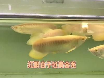 龍魚漁場都日常喂食什么：龍魚漁場的日常喂食 龍魚百科 第5張