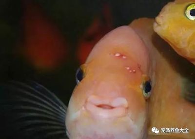 龍魚把魚咬死不吃東西：為什么龍魚會咬死自己的同伴而不選擇吃掉它們？ 水族問答 第2張