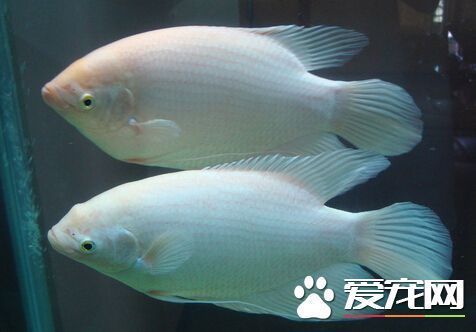 龍魚能和招財(cái)魚混養(yǎng)嗎：如何預(yù)防龍魚攻擊招財(cái)魚