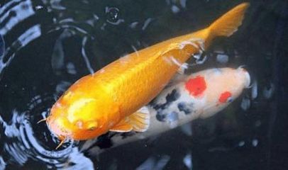 龍魚漂在水面不愛游動：龍魚漂在水面不愛游動可能由多種原因引起龍魚不愛游動 龍魚百科 第4張