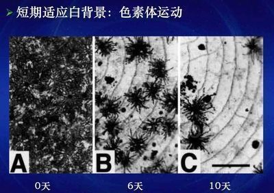 龍魚發(fā)色原理是什么樣的呢：關(guān)于龍魚發(fā)色原理的詳細(xì)解釋 龍魚百科 第2張