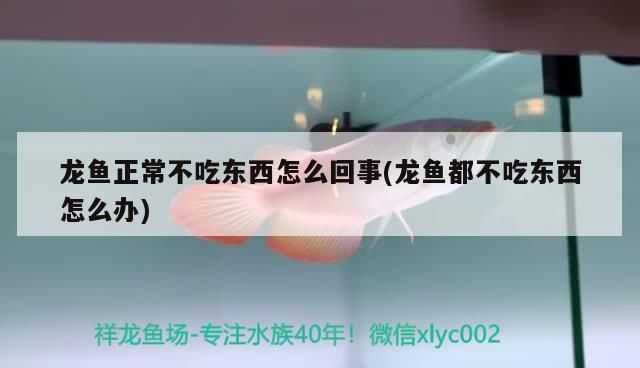 龍魚一周不吃東西：龍魚一周不吃東西仍需關注并找出潛在的原因及解決方法