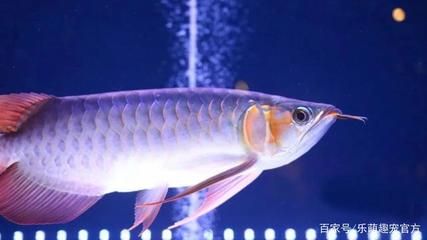 龍魚(yú)水質(zhì)要求高嗎？：養(yǎng)龍魚(yú)的水質(zhì)要求