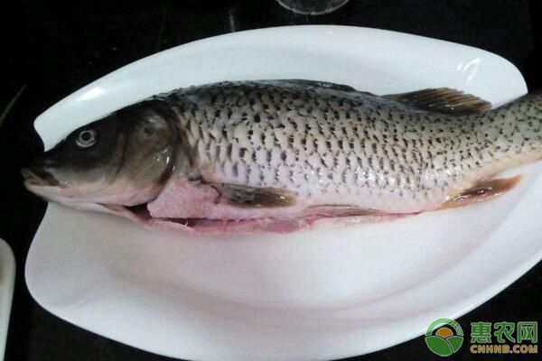 龍鳳鯉魚常見疾病及預(yù)防：龍鳳鯉魚日常護理要點有哪些龍鳳鯉魚日常護理要點 龍魚百科 第3張