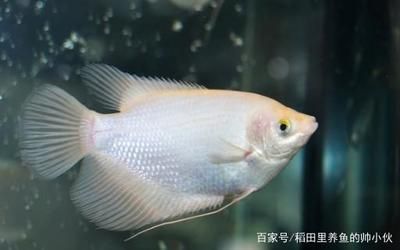 龍魚(yú)游起來(lái)無(wú)力是什么原因：龍魚(yú)游動(dòng)無(wú)力可能由多種因素引起龍魚(yú)游動(dòng)無(wú)力可能由多種因素引起 龍魚(yú)百科 第2張