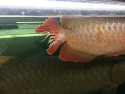 龍魚的尾巴：龍魚尾巴形態(tài)分類介紹 龍魚百科 第2張