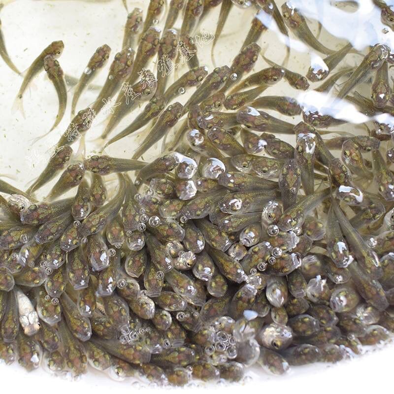 龍魚喂飼料好還是活食好：龍魚喂食活食與飼料各有優(yōu)劣 龍魚百科 第5張