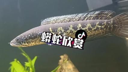 眼鏡蛇雷龍魚水溫：雷龍魚水溫過高如何處理，雷龍魚水族箱水質管理 龍魚百科 第1張