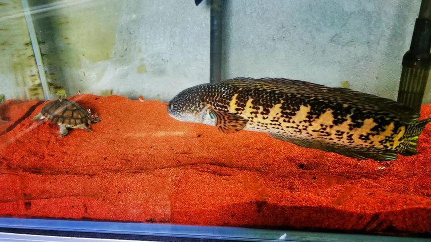 眼鏡蛇雷龍魚水溫：雷龍魚水溫過高如何處理，雷龍魚水族箱水質管理 龍魚百科 第4張