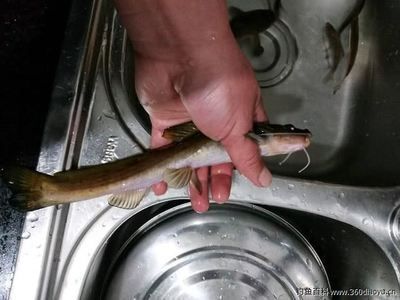 龍魚怎么抓出來：如何捕捉龍魚 龍魚百科 第1張