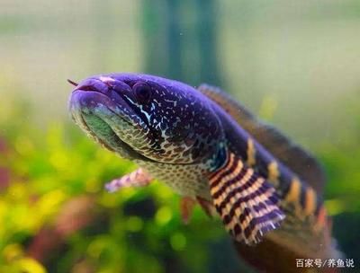 雷龍魚(yú)能吃飼料嗎：雷龍魚(yú)飼料與飼料對(duì)比雷龍魚(yú)飼料對(duì)比雷龍魚(yú)飼料對(duì)比 龍魚(yú)百科 第5張