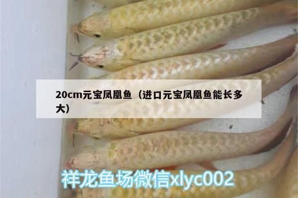 如何模擬元寶鳳凰魚自然環(huán)境：元寶鳳凰魚的養(yǎng)殖方法 龍魚百科 第2張