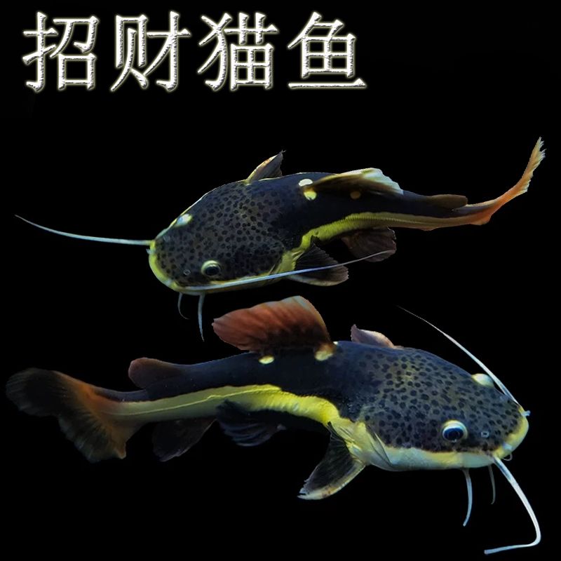 黃金貓魚(yú)混養(yǎng)注意事項(xiàng)：黃金貓魚(yú)和其他魚(yú)類混養(yǎng)需要注意的事項(xiàng) 龍魚(yú)百科 第4張