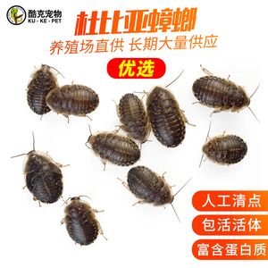 龍魚人工飼料 品牌：龍魚人工飼料品牌 龍魚百科 第2張