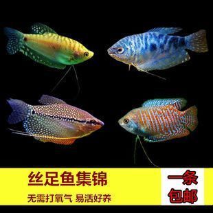 龍魚會互咬嗎為什么：龍魚為什么會互咬 龍魚百科 第3張