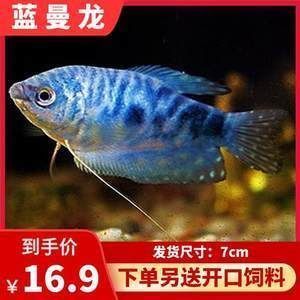 龍魚會互咬嗎為什么：龍魚為什么會互咬 龍魚百科 第4張